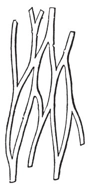 Hücreler arası madde, vintage çizgi çizme veya oyma illüstrasyon, onların görünüm, ordinay üretiminde bağ dokusu lifleri iki türlü halen kaldırılıp olun.