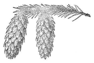 Bir koni ile büyük Ladin. Büyük, vintage çizgi çizme veya oyma illüstrasyon koni boyutudur.