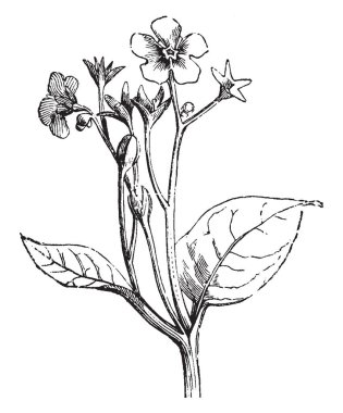 Omphalodes verna çiçekler mavi ile beyaz bir Boğazı vardır. Çiçekler Mart-Mayıs çiçek. Altı santim boyunda, vintage çizgi çizme veya oyma illüstrasyon bitki büyür.