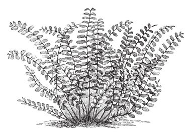 Asplenium Trichomanes gösteren bir resim. Bu genellikle Baldırıkara otu spleenwort bilinir. Yaprakları uzun ve dar, yavaş yavaş ucunu doğru sivrilen. Tufts kısa köksap, vintage çizgi çizme veya oyma illüstrasyon yetişir.