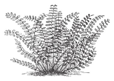 A picture showing Asplenium Trichomanes. This is commonly known as maidenhair spleenwort. The fronds are long and narrow, gradually tapering towards the tip. It grows in tufts from a short rhizome, vintage line drawing or engraving illustration. clipart