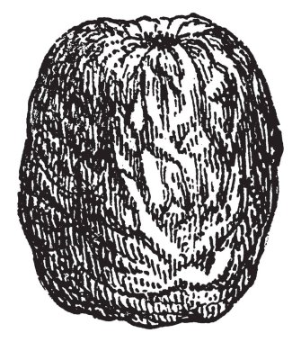 Ginkgo ağacı, vintage çizgi çizme veya oyma resimde olgun tohum.