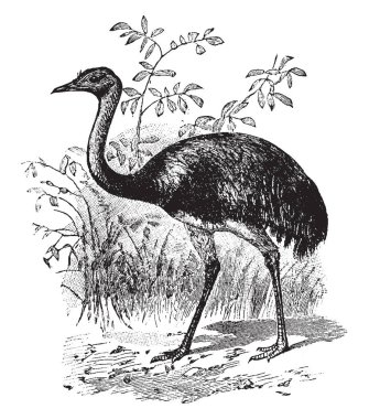 Güney Amerika devekuşu bir büyük olmayan uçan kuş, vintage çizgi çizme veya oyma illüstrasyon olduğunu.