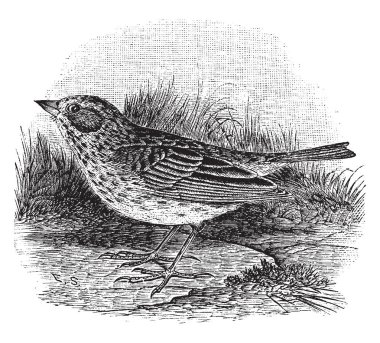 Bu örnekte ortak savana Sparrow, vintage çizgi çizme veya oyma illüstrasyon temsil eder..
