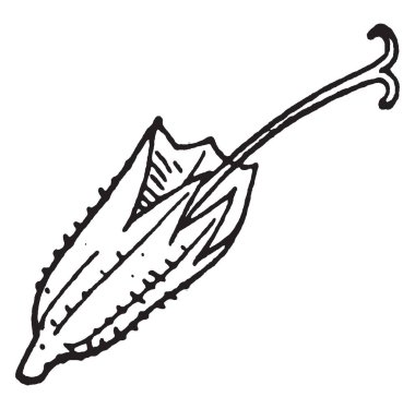 Bir dağ bülbülügiller bitkinin Calyx görüntüsünü. Ve onun çiçek yabancı daire bölümü calyx dikenli, vintage çizgi çizme veya oyma illüstrasyon.