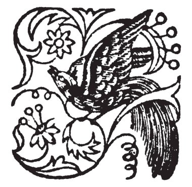 Bu süsleme var kuş tasarım, vintage çizgi çizme veya oyma illüstrasyon.