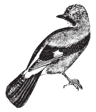 Avrupa Jay gri, vintage çizgi çizme ile tinged veya oyma illüstrasyon kahverengi kırmızıdır.