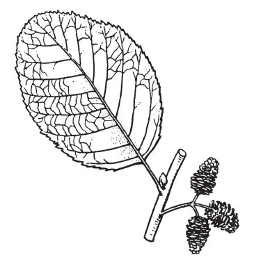 Bu çerçevede bir uzuv dairesel büyük yaprakları var ve koni şeklinde meyve, vintage çizgi çizme veya oyma illüstrasyon..