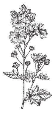 Resim Acerifolia Sphaeralcea bitki gösterir. Bu gösterişli çiçek ve meyve ile tropikal bitki ve ebegümeci ailesine ait. Onlar sık dünya mallows, vintage çizgi çizme veya oyma illüstrasyon bilinen.