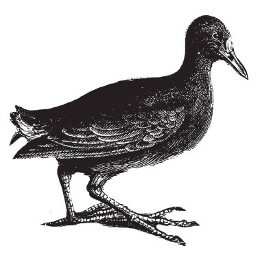 Zayıf el ilanları ve yırtıcı hayvan, vintage çizgi çizme veya oyma illüstrasyon gizlemek tercih moorhens olduğunu.