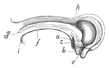 Bu resim genç camplyotropous Lychnis Diurna Ovule açıklar. Çok büyük, vintage çizgi çizme veya oyma illüstrasyon onun funiculu olduğunu.