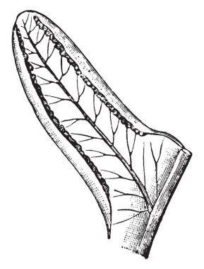 Hangi damarlar ve sori, vintage çizim için gösterilen veya illüstrasyon oyma Pteris'in Pinnule resmini.