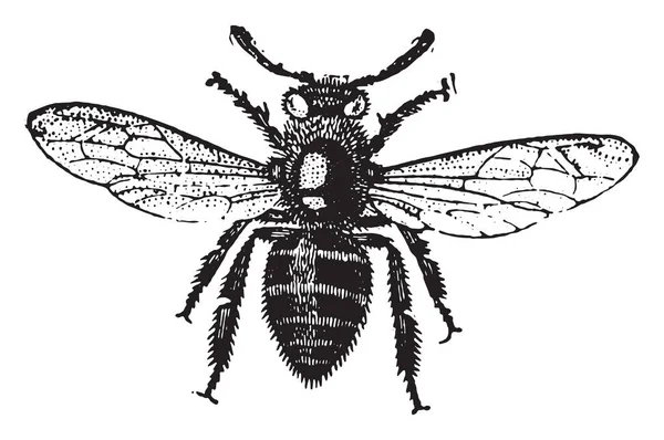 Abeille Travail Illustration Gravée Vintage Encyclopédie Industrielle Lami 1875 — Image vectorielle