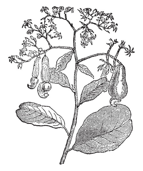 A picture of cashew nuts branch having cashews hanging on it, vintage line drawing or engraving illustration.