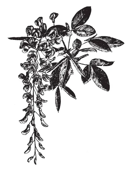 Dies Ist Das Bild Von Blühenden Zweigen Der Laburnum Alpinum — Stockvektor