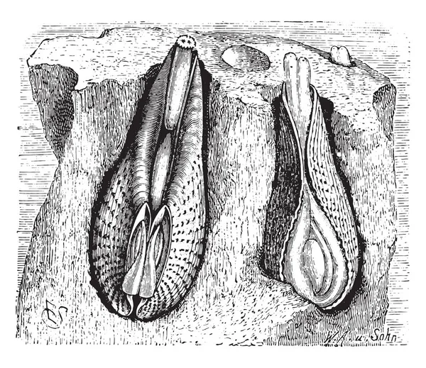 Pholadidae Винтажная Гравированная Иллюстрация Vie Dans Nature 1890 — стоковый вектор