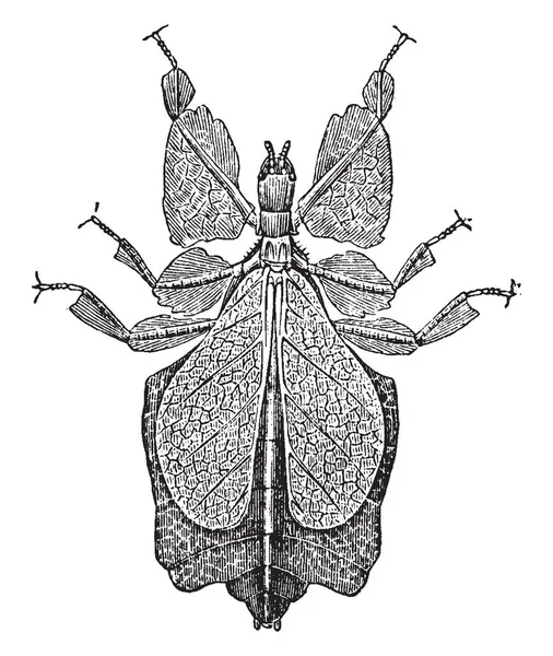 Bug Folha Geralmente Insetos Verdes Desenho Linha Vintage Gravura Ilustração —  Vetores de Stock