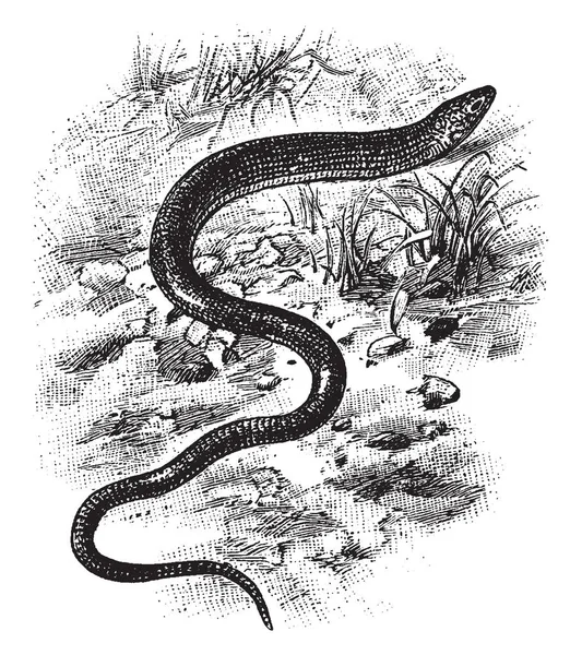 Eastern Glass Lizard Est Lézard Sans Jambes Famille Des Anguidae — Image vectorielle