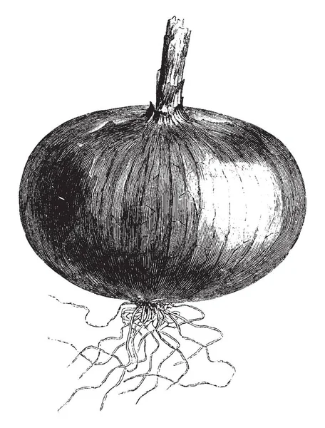 Diesem Bild Befindet Sich Eine Gelbe Danvers Zwiebel Diese Zwiebel — Stockvektor