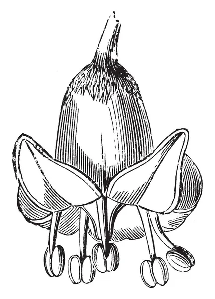 Ein Bild Zeigt Blüte Von Aralia Racemosa Diese Blüten Sind — Stockvektor