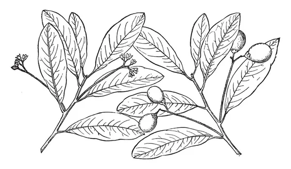 一张鳄梨的树的照片 它是一个叶子 有很少的水果 复古线条画或雕刻插图 — 图库矢量图片