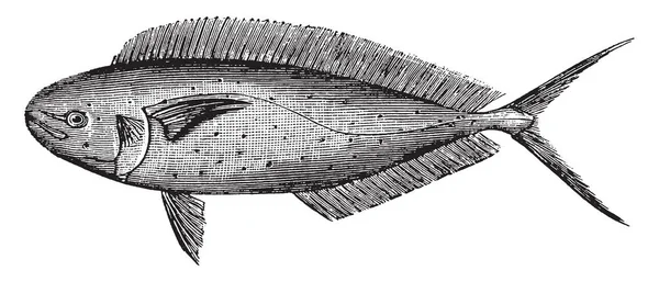 Coryphaena Ist Eine Fischgattung Vintage Linienzeichnung Oder Gravierillustration — Stockvektor