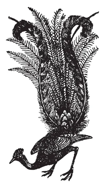 竖琴鸟的尾巴羽毛安排看起来像一个竖琴 复古线条画或雕刻插图 — 图库矢量图片