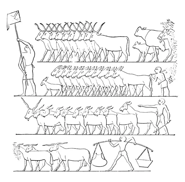 代表牛 复古雕刻插图 — 图库矢量图片