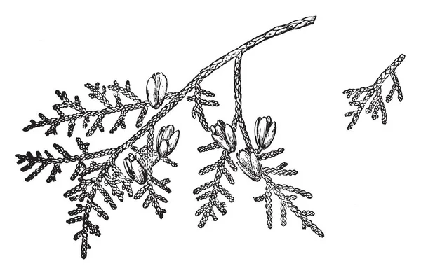 金钟柏蓟的一个图片 它是在北美洲和欧洲发现的常青针叶树 复古线条画或雕刻插图 — 图库矢量图片