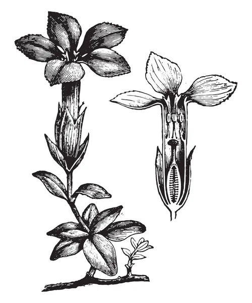 Gentiana 老式雕刻的插图 Vie Dans Nature 1890年 — 图库矢量图片