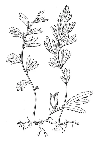 这是习惯和分离耳廓与总苞的 Hymenophyllum Unilaterale 称为朦胧蕨 单侧品种有深绿色 刚性叶状 叶子是多裂的 它是脉状 复古线条画或雕刻插图 — 图库矢量图片