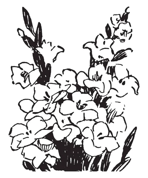 Kılıç Çiçeği Vintage Çizgi Çizme Veya Oyma Illüstrasyon Olarak Bilinen — Stok Vektör