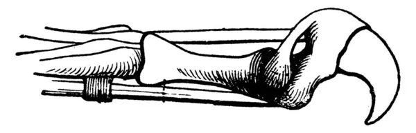 ビンテージの刻まれたイラスト 猫の爪 Vie Dans 1890 — ストックベクタ