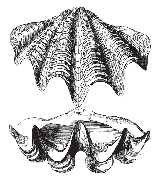 Conchas Gran Almeja Más Grande Los Peces Concha Conocidos Dibujo — Archivo Imágenes Vectoriales