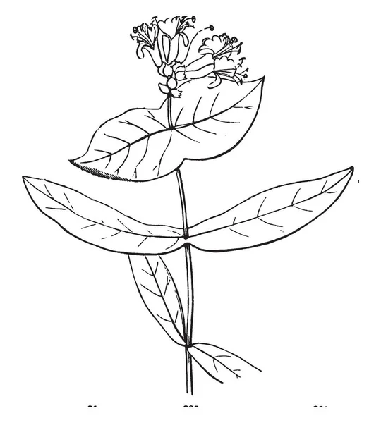 Bild Visar Blomma Detta Blomman Kaprifol Detta Den Övergripande Buskar — Stock vektor