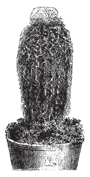 Una Imagen Que Muestra Planta Pilocereus Dautwitzii Que Tipo Cactus — Vector de stock