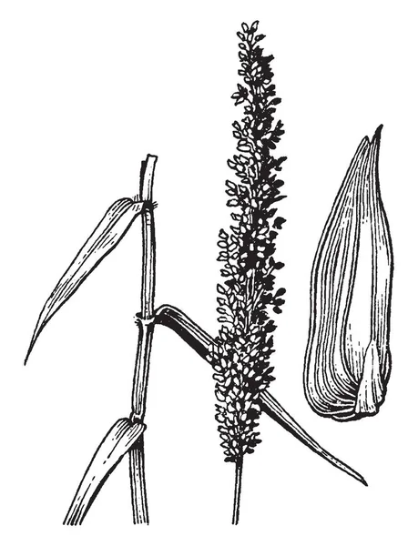 一张图片 显示在基部有肿胀或巨大的小穗的 Sacciolepis 植物的部分 复古线条图画或雕刻插图 — 图库矢量图片