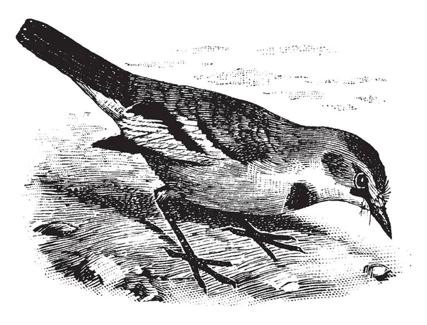 Wüstenhusten Ist Kleiner Vogel Vintage Strichzeichnung Oder Gravur Illustration — Stockvektor