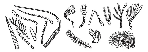 Varias Antenas Encontradas Insectos Dibujo Líneas Vintage Ilustración Grabado — Archivo Imágenes Vectoriales