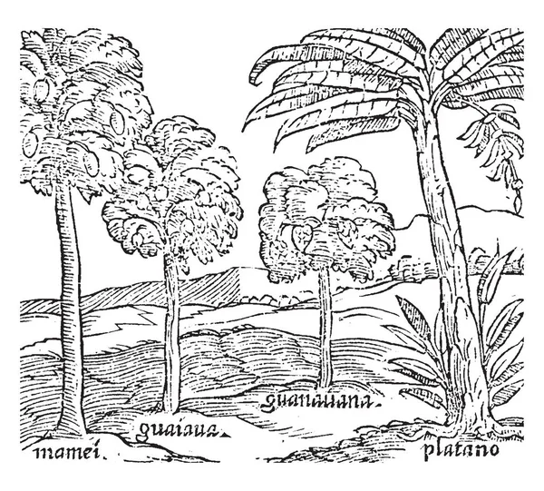 Boceto Diferentes Árboles Que Incluye Mamei Guaiana Guanauana Platano Dibujo — Vector de stock