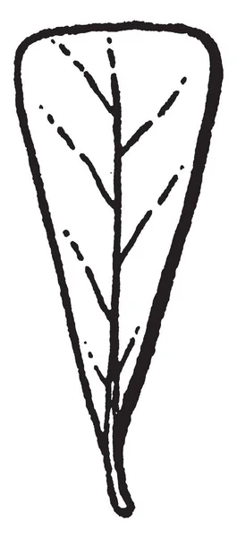 Αυτή Την Εικόνα Υπάρχει Μια Σφηνοειδή Φύλλα Αυτά Σφηνοειδή Φύλλα — Διανυσματικό Αρχείο