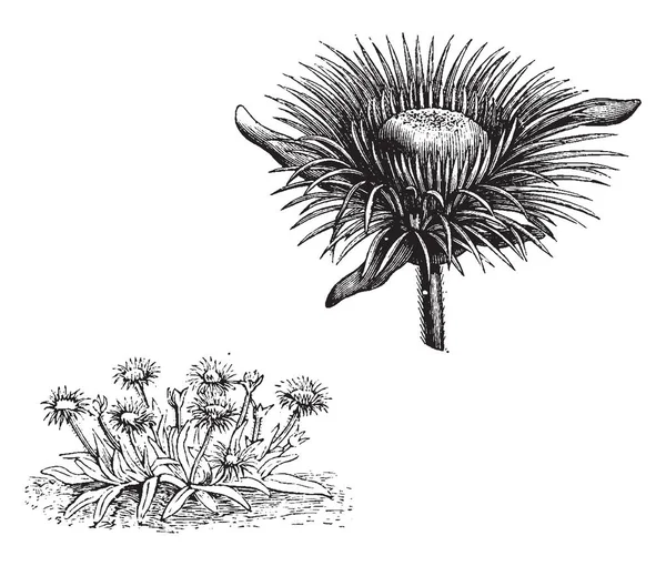 Pomeridianum 花大而黄 茎竖立或弥漫为这朵花 以及树枝花序梗和花萼毛 花盛开在 复古线条画或雕刻插图 — 图库矢量图片