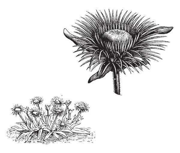 Las Flores Mesembryanthemum Pomeridianum Son Grandes Amarillas Tallo Erige Difusa — Archivo Imágenes Vectoriales