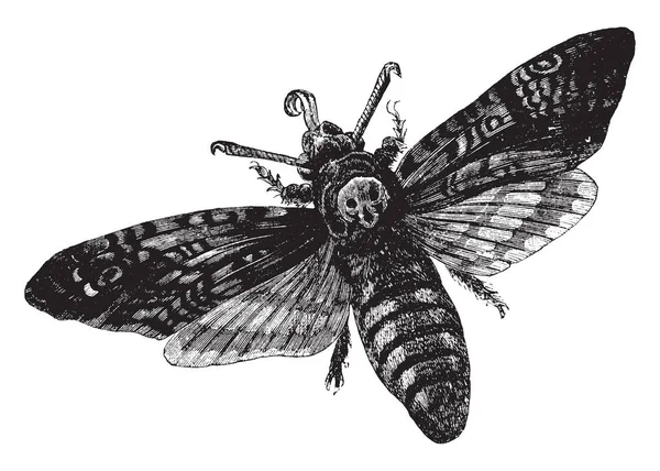 Death Head Hawkmoth Qui Est Facilement Identifié Par Motif Vaguement — Image vectorielle