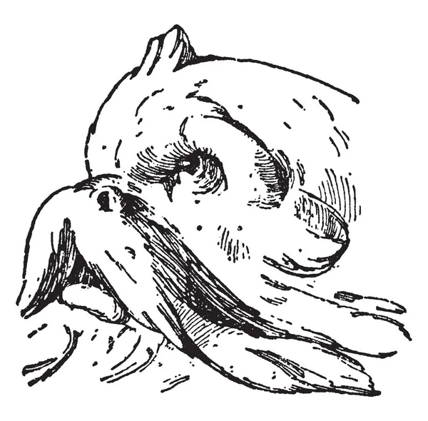 Relieve Dolphin Head Design Diseño Francés Clodion Dibujo Línea Vintage — Archivo Imágenes Vectoriales