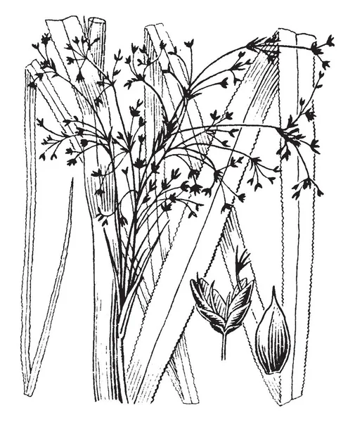 ヒトモトススキ属植物を図します 葉は長い草のような鋭い 背の高いシュートを生成できます 開花茎は背の高い ビンテージの線描画や彫刻イラスト — ストックベクタ