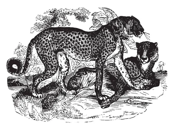 Cheetah Большая Фелида Подсемейства Felinae Которая Встречается Основном Восточной Южной — стоковый вектор