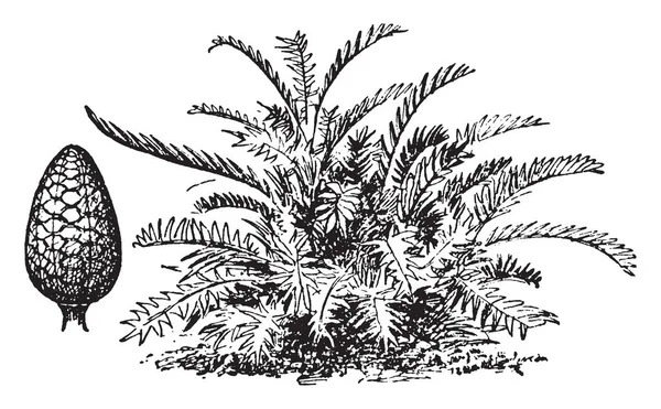 图片显示竹芋工厂 它来源于来源于根部的淀粉 它也被称为竹芋茅和一些植物的谷物 用作食物 复古线条画或雕刻插图 — 图库矢量图片