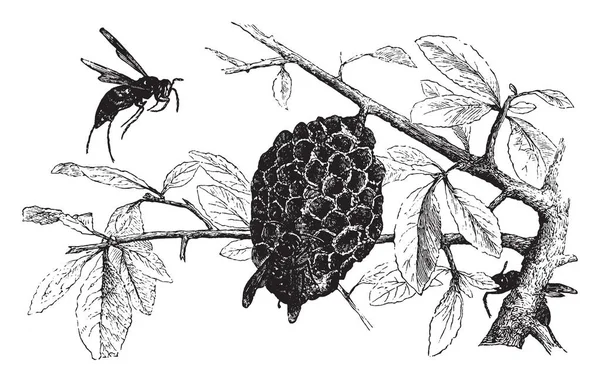 スズメバチと巣のスズメバチが彼らの習慣 ビンテージの線の描画や彫刻イラストでハチを似ています — ストックベクタ
