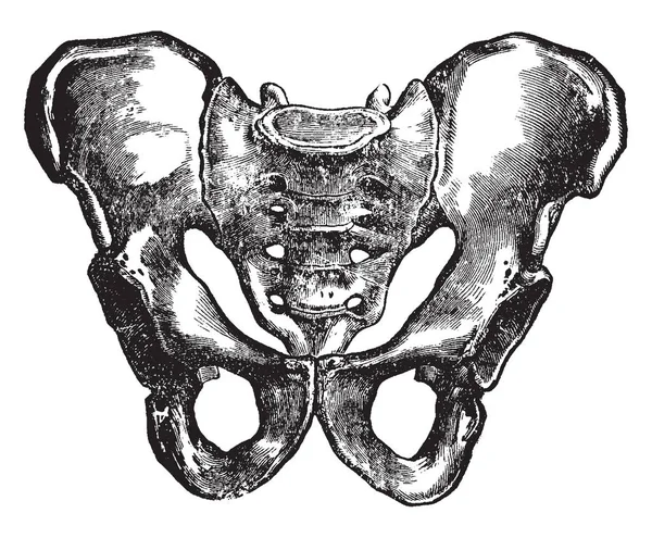 この図は 男性骨盤 ビンテージの線描画や彫刻イラスト — ストックベクタ